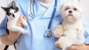 Sesau retoma castração gratuita de cães e gatos no município